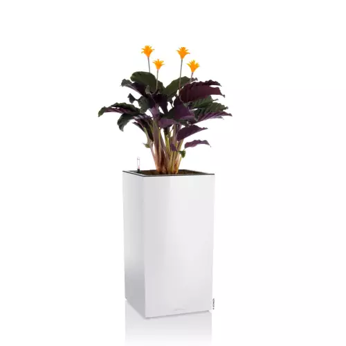 Lechuza CANTO Premium Kolumna 40 LED biały połysk calathea rufibarbara